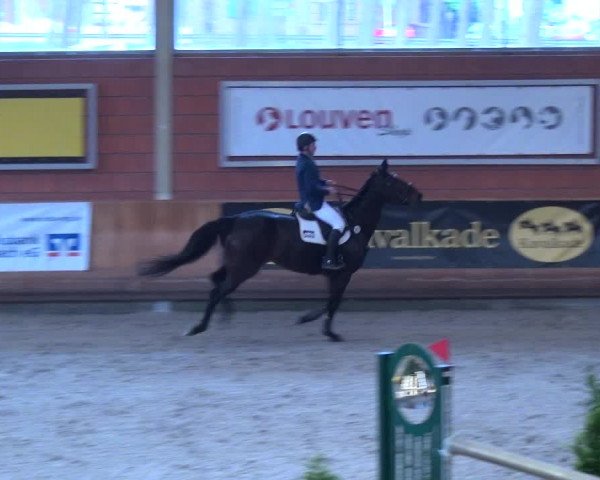 Reitturnier Mönchengladbach-Wickrath 2017