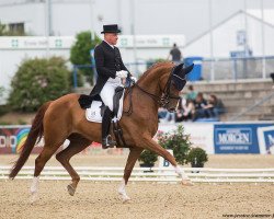 Dressurpferd Harmony's Royal Dancer (Hannoveraner, 2006, von Royal Blend)