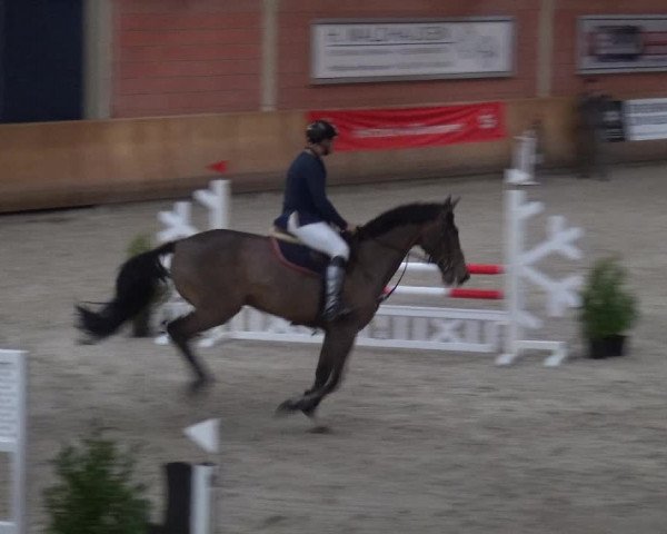 Reitturnier Mönchengladbach-Wickrath 2017