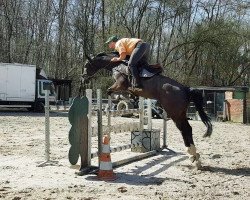 jumper Aron 320 (KWPN (Royal Dutch Sporthorse), 2005, from Rhodium)