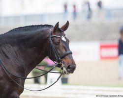 dressage horse Xerez (unknown, 2003)