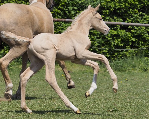 horse Zeiss (Westphalian, 2018, from Zafferano 3)