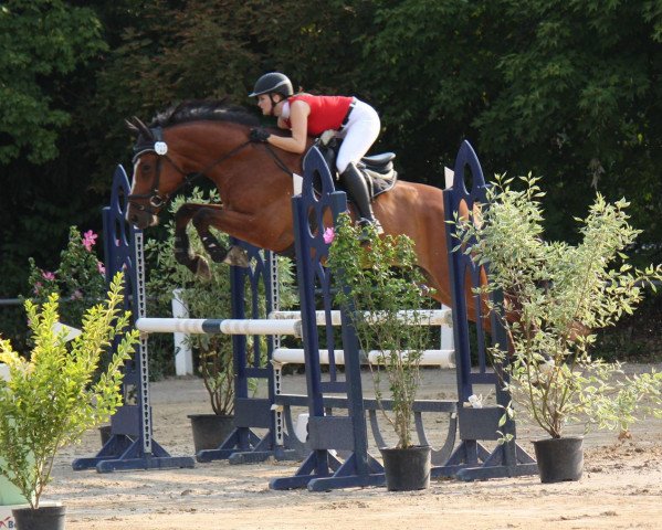 jumper Carradon (Zweibrücken, 2013, from Tannenhof's Chambretto Gt)