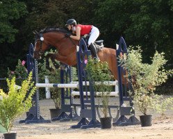 jumper Carradon (Zweibrücken, 2013, from Tannenhof's Chambretto Gt)