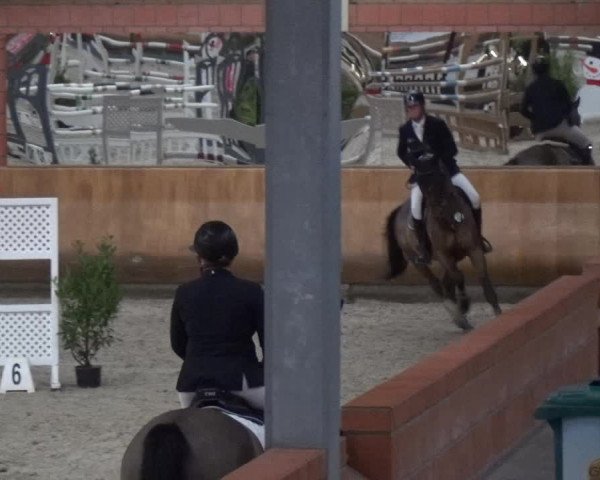 Reitturnier Mönchengladbach-Wickrath 2017
