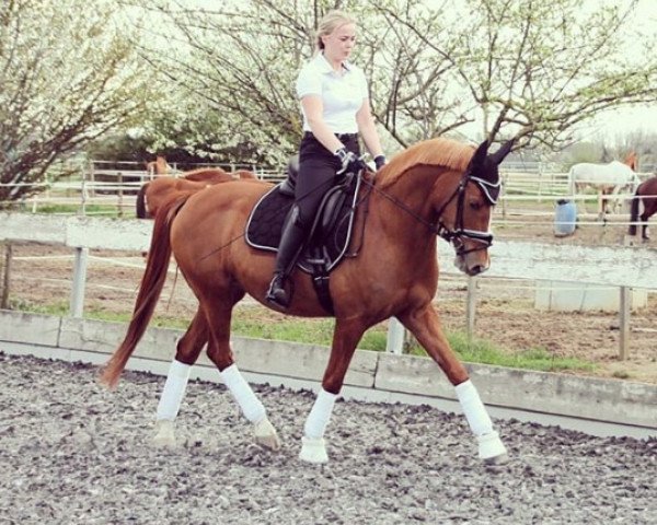 dressage horse Cheliano (German Riding Pony, 2008, from Cornett)