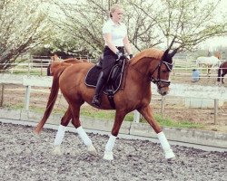 dressage horse Cheliano (German Riding Pony, 2008, from Cornett)