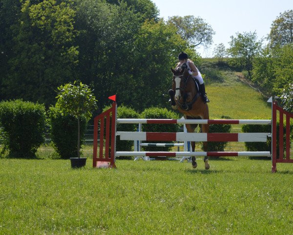 jumper Marron-Bahia (Austrian Warmblood, 2006, from Daimler)