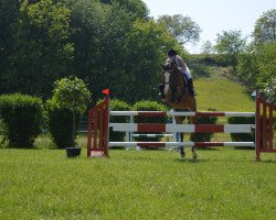 Springpferd Marron-Bahia (Österreichisches Warmblut, 2006, von Daimler)