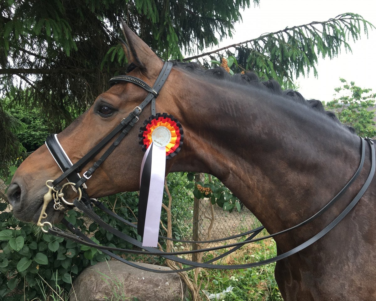 dressage horse Francesco (Hanoverian, 2007, from Florencio I)