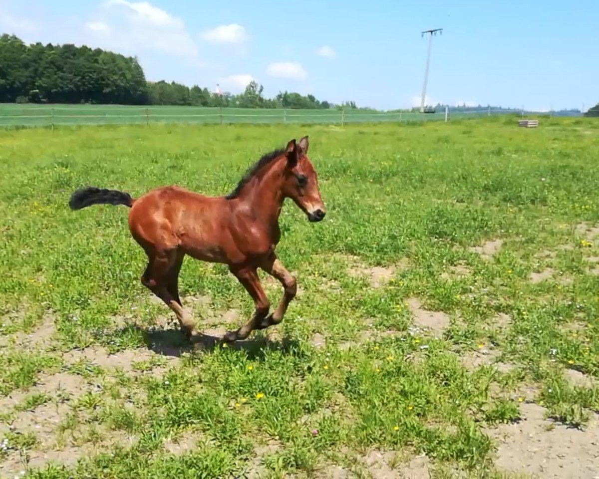 horse Clever Cayenne (German Sport Horse, 2018, from Cayado 3)