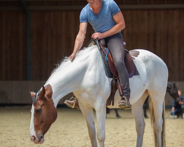 broodmare Shiquitita T (German Warmblood, 2005, from Samico F)