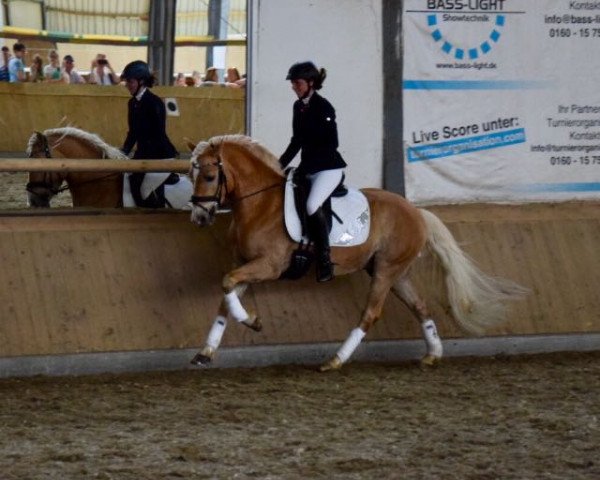 dressage horse Amarula (1,95% ox) (Edelbluthaflinger, 2014, from Amsterdam)