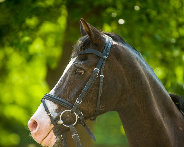 jumper Durango 19 (Welsh, 1990, from Downland Donner)