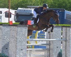 jumper Conny D (Hanoverian, 2013, from Comte)