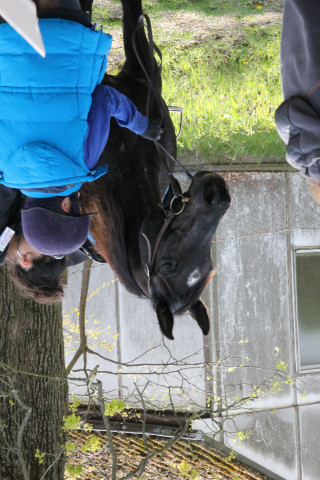 broodmare Remay ox (Arabian purebred, 2000, from Ebony-Rumaadi ox)