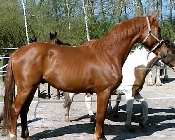 horse Qualino (German Sport Horse,  , from Quaterback)