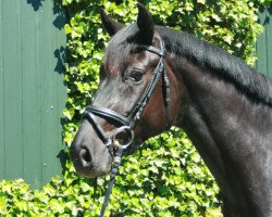 dressage horse Fünf Sterne (Westphalian, 2015, from Fürst Romancier)