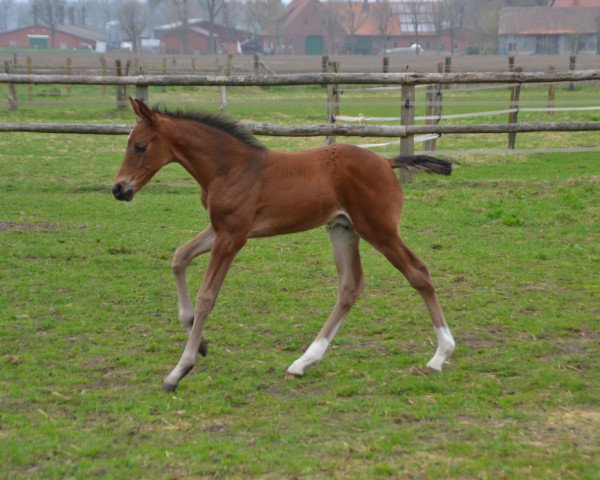horse Fränzchen (Westphalian, 2018, from Flavis)