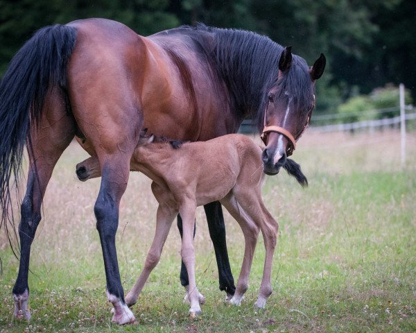 broodmare Sahira ox 12 (Arabian purebred, 1999, from Davidoff ox)
