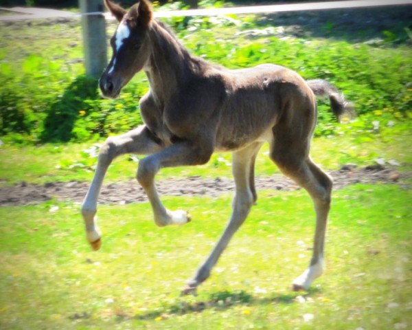 horse Vigo's rescue Girl HaB Z (Zangersheide riding horse, 2018, from Vigo d'Arsouilles)