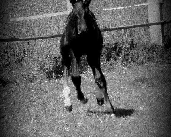 jumper I'm Special Girl Nm Two Hab Z (Zangersheide riding horse, 2018, from I'm Special de Muze)