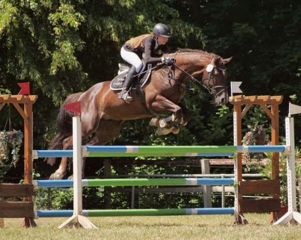 jumper Anton P (Holsteiner, 2009, from Aljano)