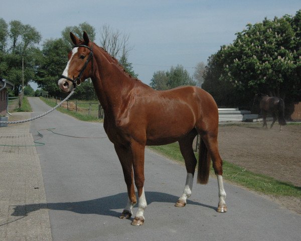 horse Que Bonito F (German Warmblood, 2015, from Quotenkoenig 2)
