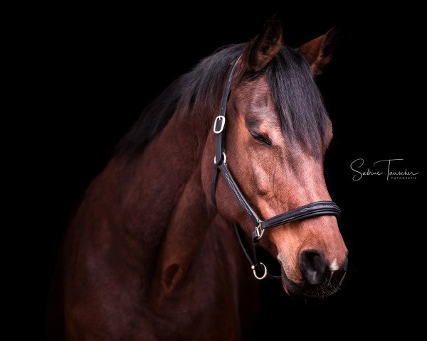 dressage horse Wonder (Slovenian Warmblood, 2005, from Con Capitol)