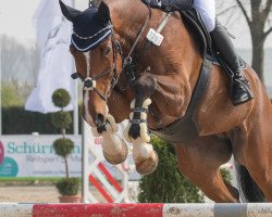 jumper Quorin (Hanoverian, 2010, from Quintender 2)