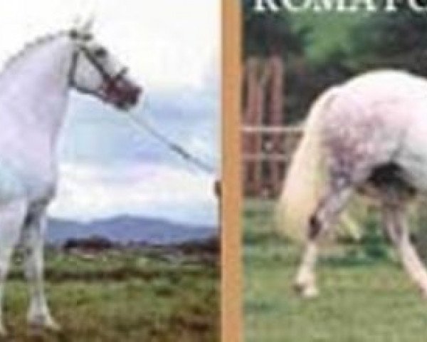 Deckhengst King Elvis (Irish Draught Horse, 1976, von Pride of Shaunlara) Deckhengst King Elvis (Irish Draught Horse, 1976, von Pride of Shaunlara)