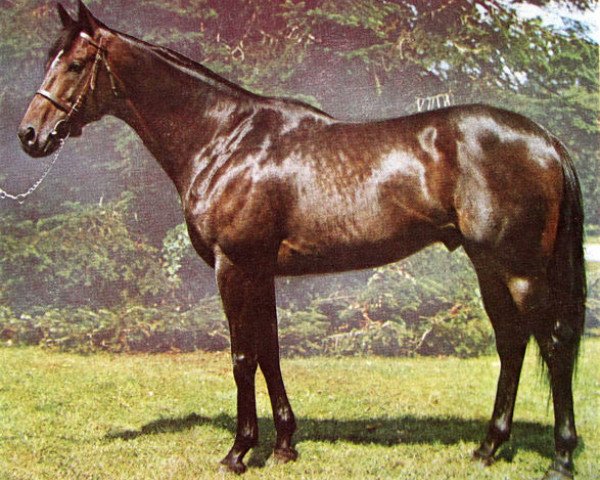 stallion Faraway Son xx (Thoroughbred, 1967, from Ambiopoise xx) stallion Faraway Son xx (Thoroughbred, 1967, from Ambiopoise xx)