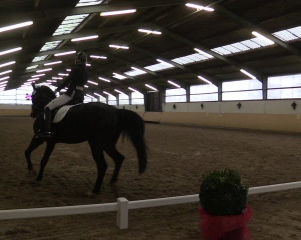 Reitturnier Datteln 2017