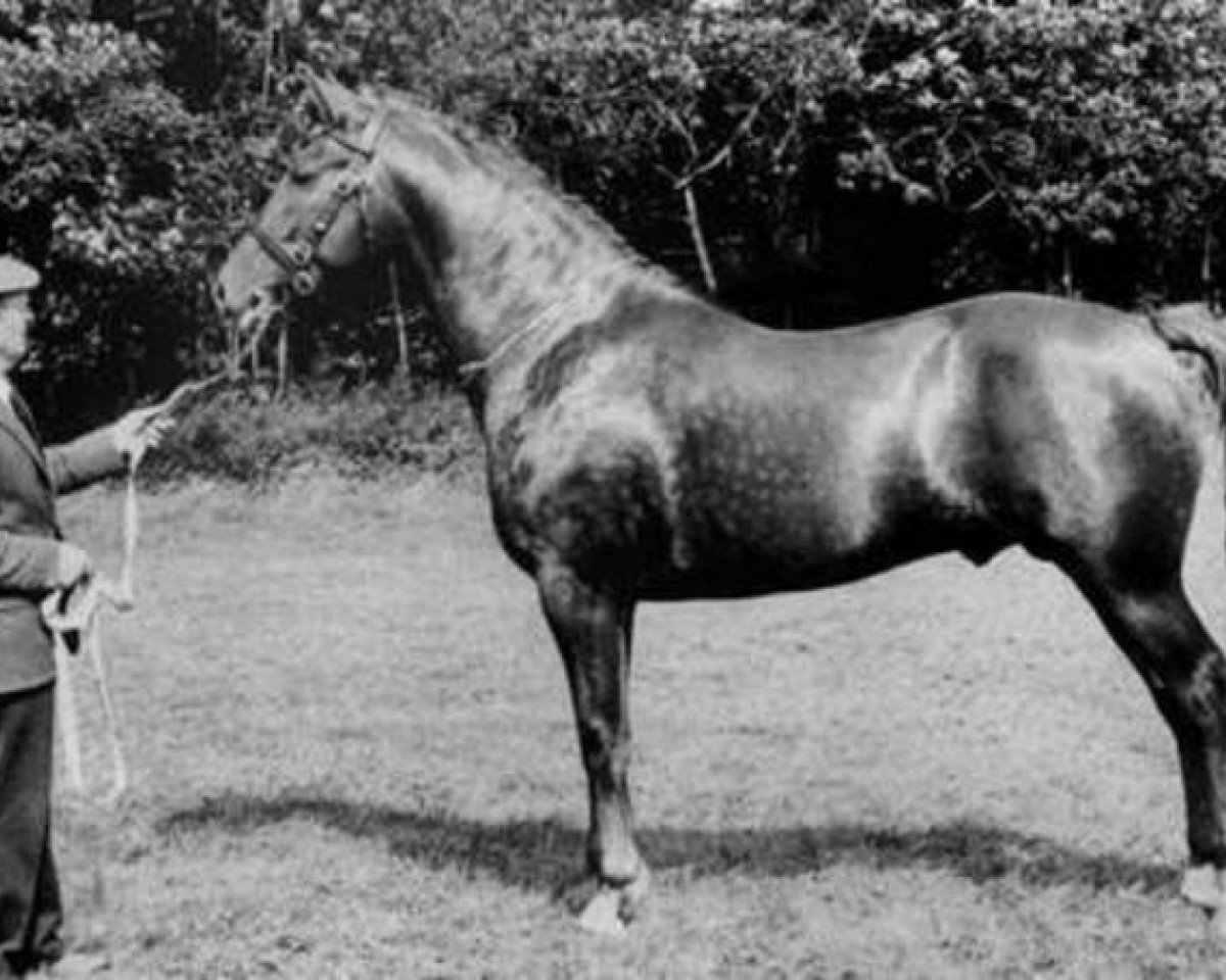 Deckhengst Western Pride (Irish Draught Horse, 1977, von Lisheen)