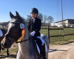 dressage horse Salt and Pepper 11 (Welsh-Pony (Section B), 2001, from El Halcon)