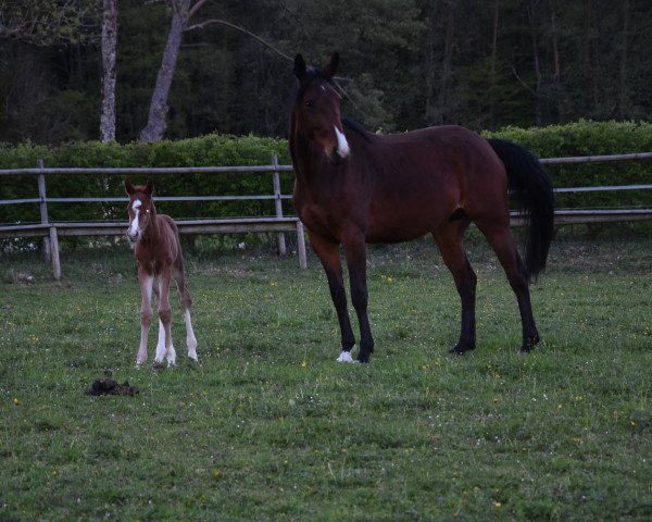 broodmare Call Me Magic Z (Zangersheide riding horse, 2014, from Chellsini Z)