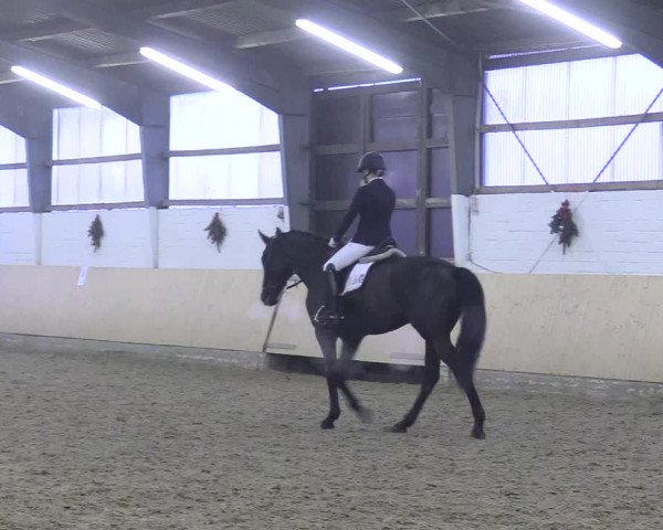Reitturnier Datteln 2017