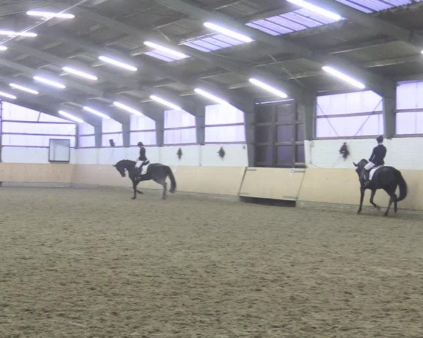 Reitturnier Datteln 2017