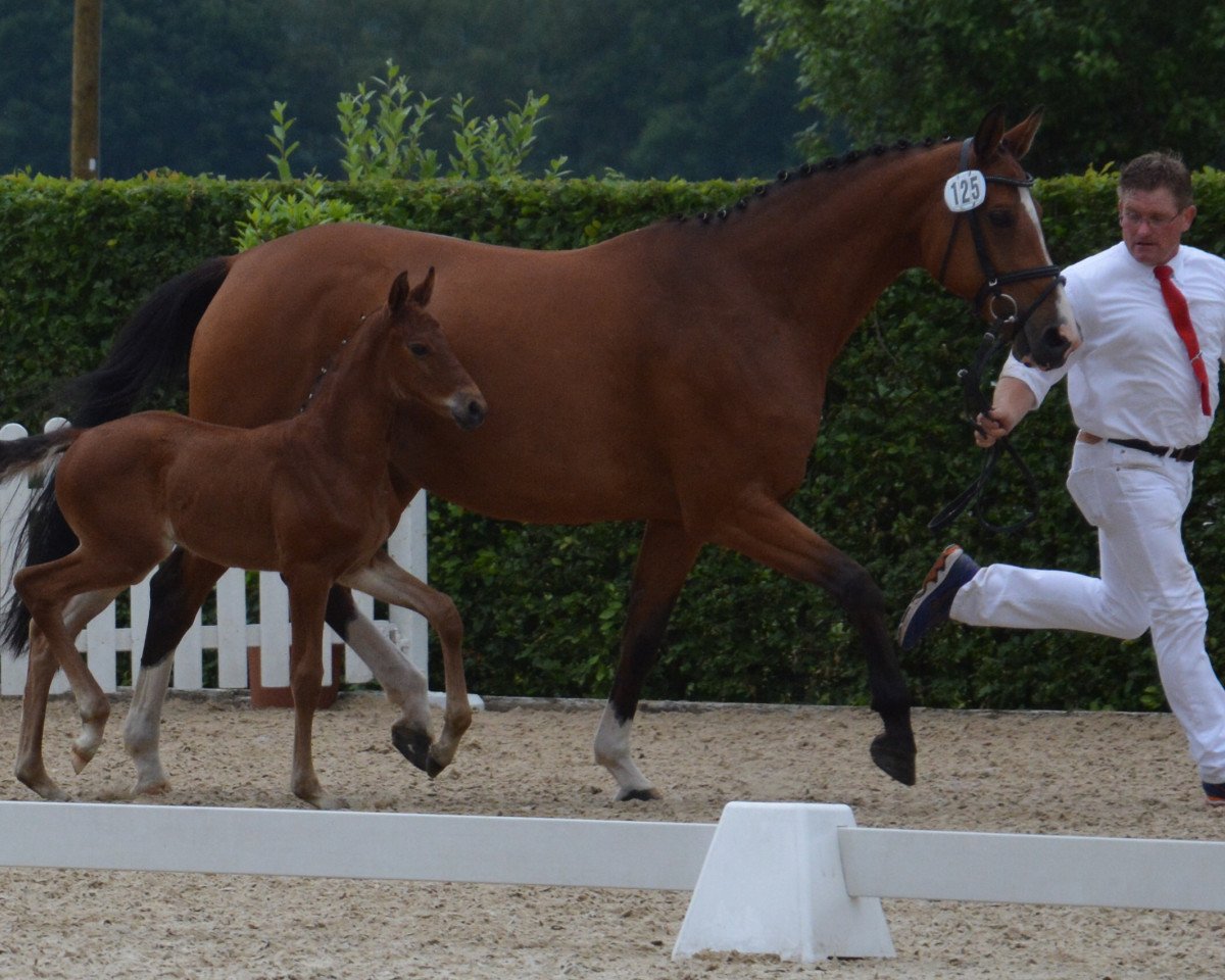 broodmare Zoe de Revel (Holsteiner, 2007, from Quidam de Revel)