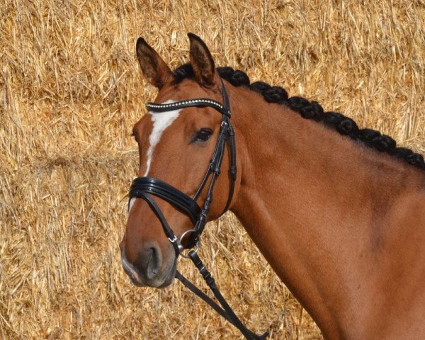 dressage horse Talisman 65 (American Bashkir Curly Horses, 2004, from Troy)