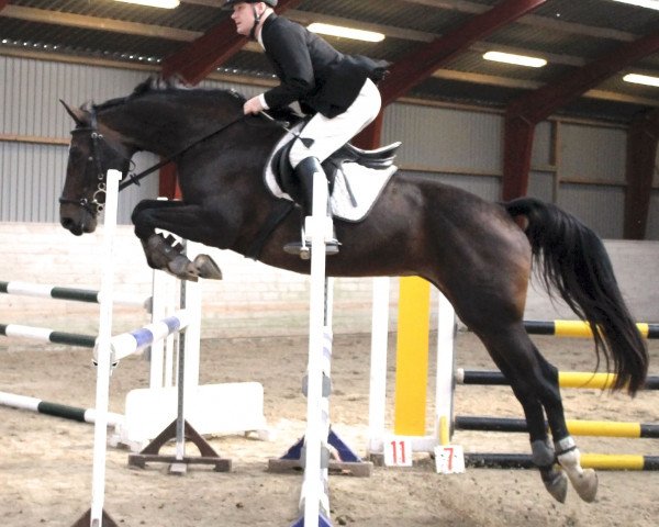 Zuchtstute Oriana (Dänisches Warmblut, 2006, von Quidam's Rubin)