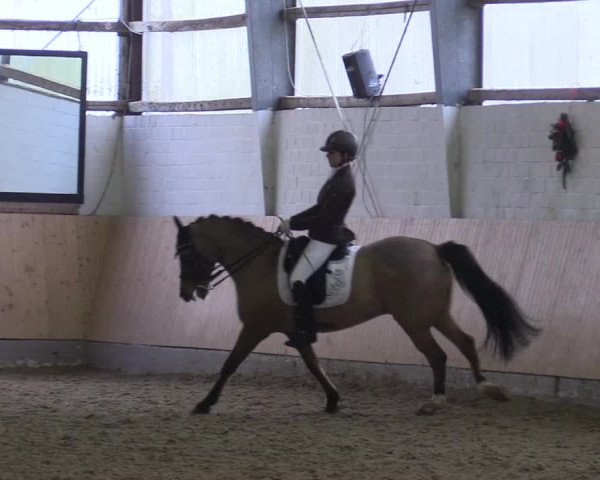 Reitturnier Datteln 2017