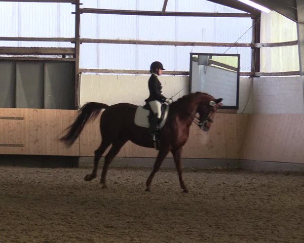 Reitturnier Datteln 2017