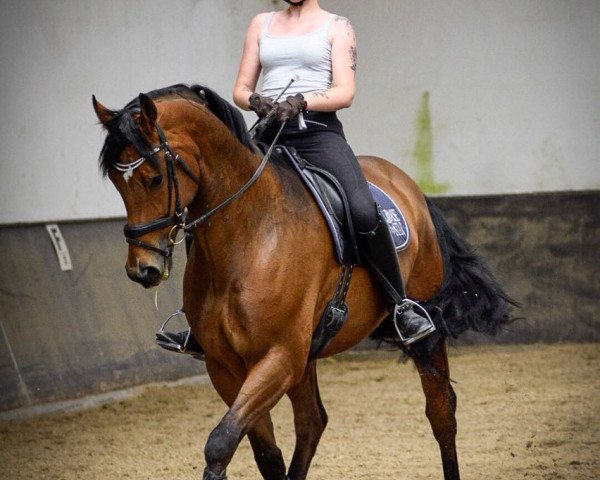 dressage horse Rufus (Oldenburg, 2012, from Repertoire 4)