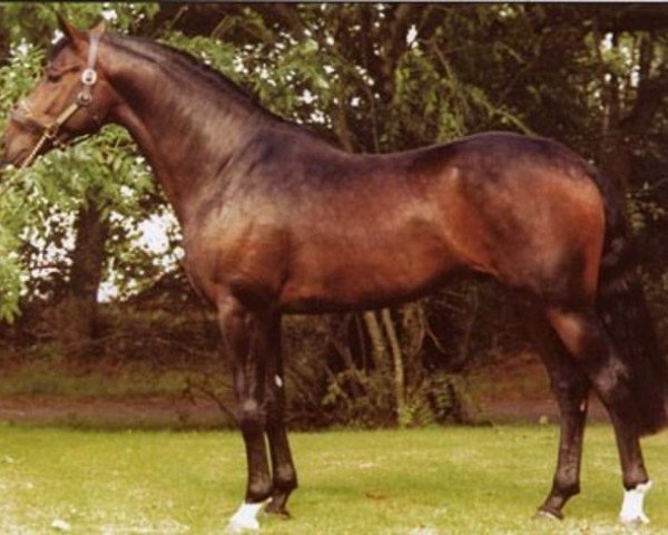 stallion Cougar (Irish Sport Horse, 1996, from Cruising)