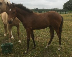 horse Dear Dream (German Riding Pony, 2018, from D-Power AT)