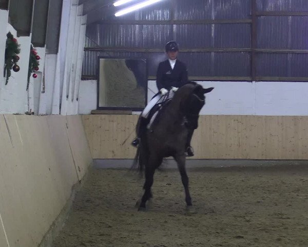 Reitturnier Datteln 2017