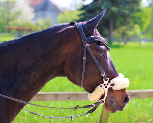 Pferd New York 15 (Deutsches Sportpferd, 2005, von Limoncello I)