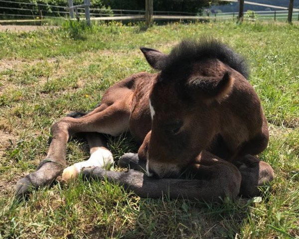 jumper Chili Coriander (German Sport Horse, 2018, from Colincor)