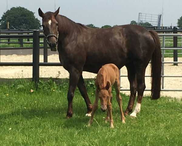 broodmare Floreska (Westphalian, 2004, from Florestan I)
